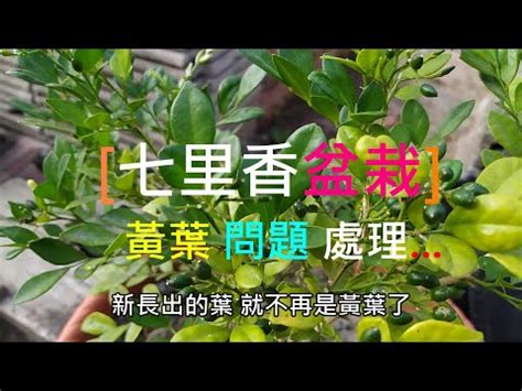 七里香種植禁忌